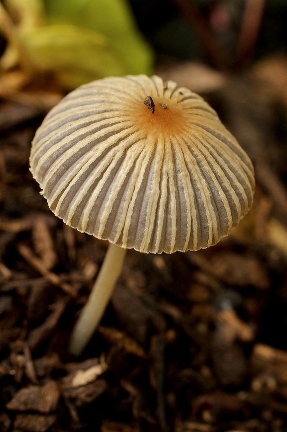 Mica Cap - Coprinellus micaceus  Australia,Coprinellus micaceus,Eamw fungi,Geotagged,Mica Cap,Mount Billy Conservation Park,Summer