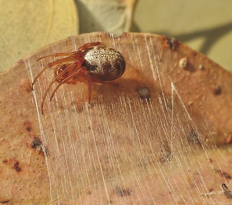 Leaf curling spider - Phonognatha graeffei The spider wrapped a thread all around the eucalyptus leave befor starting the process of curling the leave into a tube. How the spider achieves the curling I don&rsquo;t know. Australia,Eamw spiders,Geotagged,Kyeema Conservation Park,Leaf-curling Spider,Phonognatha graeffei,Summer