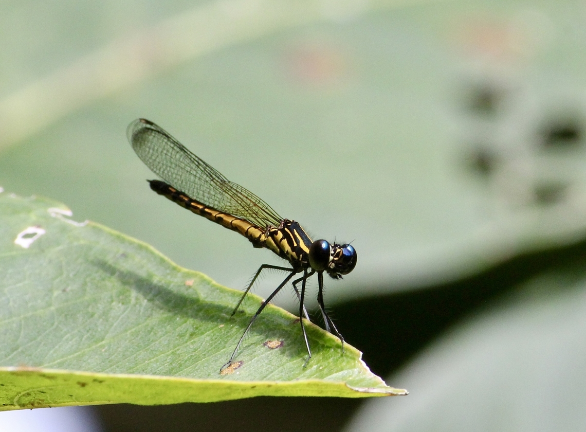 River Heliodor - Libellago lineata A species of damsel fly (This image depicts a male) Eamw damselflies,Geotagged,Libellago lineata,River heliodor,Summer,Vietnam