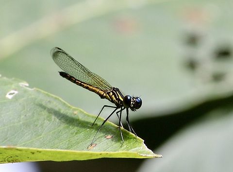 River Heliodor - Libellago lineata A species of damsel fly (This image depicts a male) Eamw damselflies,Geotagged,Libellago lineata,River heliodor,Summer,Vietnam