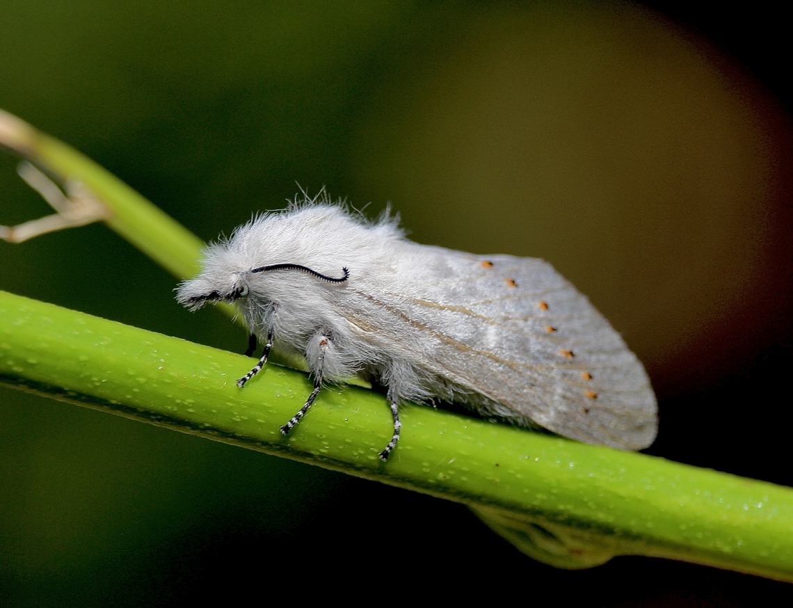 Pinara divisa Attracted to UV light. Australia,Eamw moth,Encounter Bay SA,Geotagged,Pinara divisa,Spring,UVL