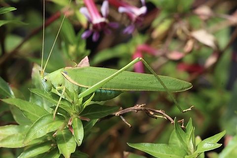 Noble Bush Katydid
