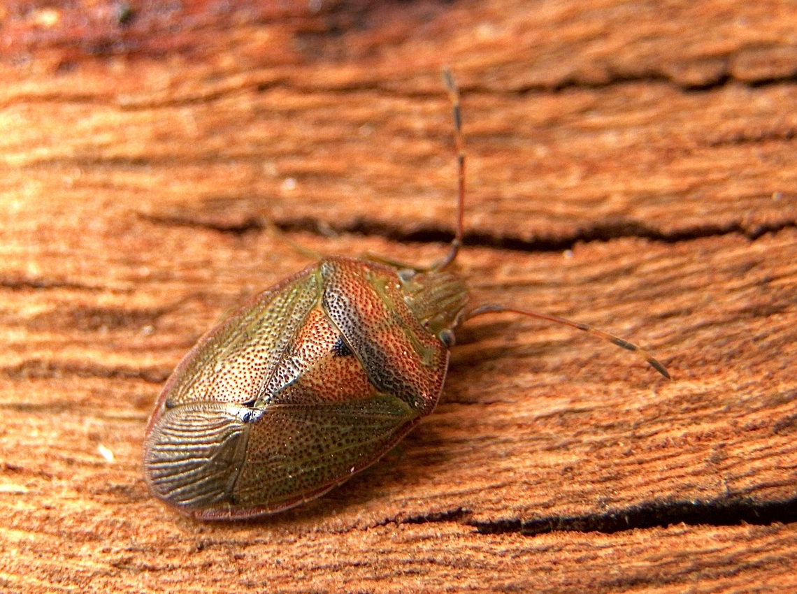 Shield bug - Genus- Amphaces  Australia,Eamw shield bugs,Geotagged,Nixon Skinner conservation park Myponga SA,Winter