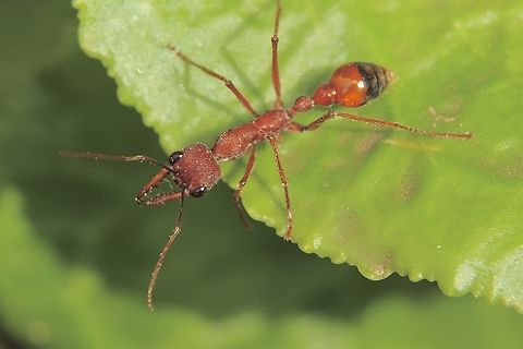 Bull ant - Myremecia nigriscapa Australia,Geotagged,Mymecia nigriscapa,Myrmecia nigriscapa,Nixon Skinner conservation park Myponga SA,Winter,eamw ants