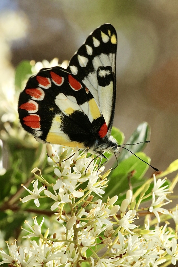 Red-spotted Jezebel - Delia’s aganippe  Australia,Delias aganippe,Eamw butterflies,Geotagged,Newland head conservation park SA,Red-spotted Jezebel,Summer