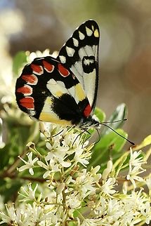 Red-spotted Jezebel - Delia’s aganippe  Australia,Delias aganippe,Eamw butterflies,Geotagged,Newland head conservation park SA,Red-spotted Jezebel,Summer