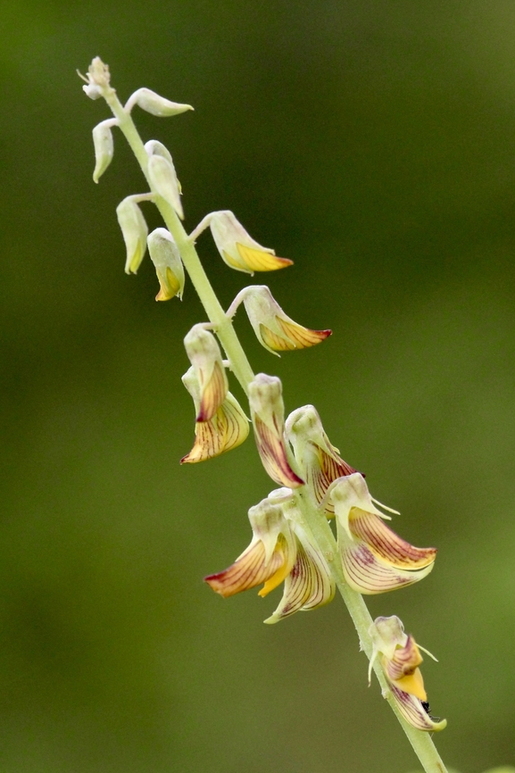 Rattlepod - Genus Crotalaria  Dong Nai river,Eamw flora,Geotagged,Summer,Vietnam
