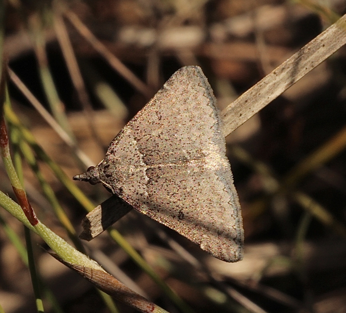 Variable Heath Moth - Dichromodes indicataria  Australia,Dichromodes indicataria,Eamw moth,Geotagged,Newland head conservation park SA,Variable Heath Moth,Winter
