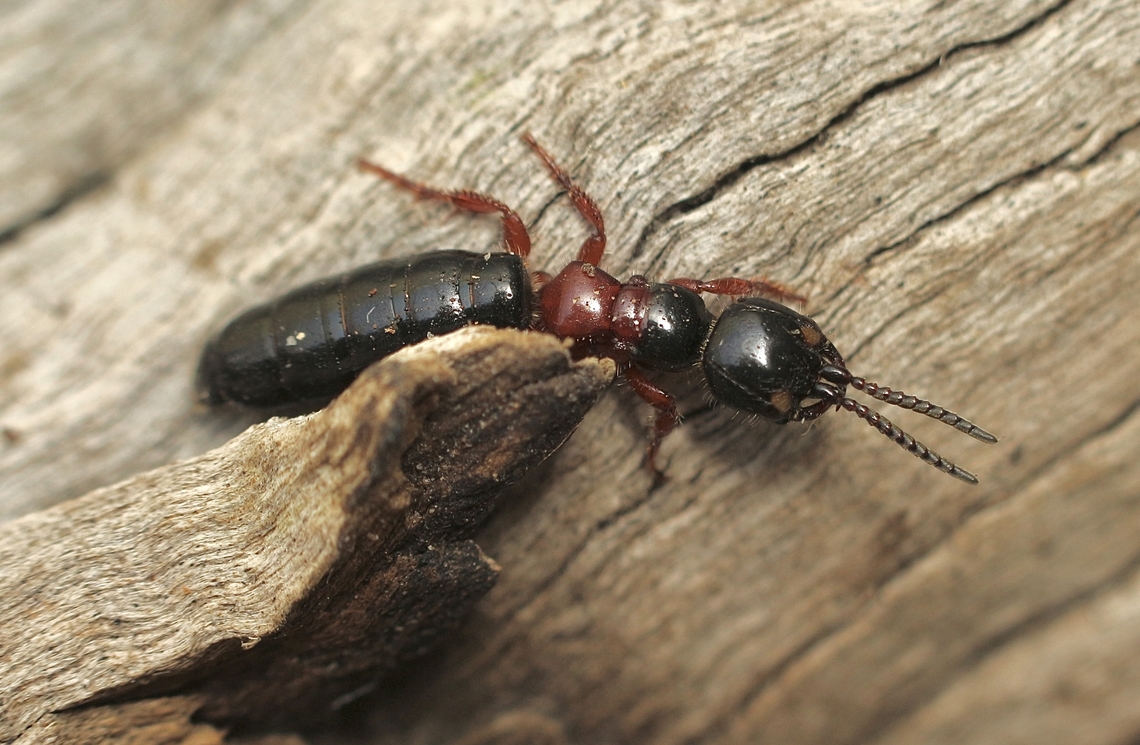 Rhagigaster lyelli A female ,the male of the species has wings. Australia,Geotagged,Rhagigaster lyelli,Spring