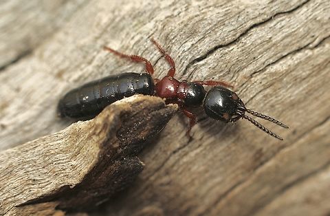 Blue ant - Diamma bicolor A female ,the male of the species has wings. Australia,Blue Ant,Diamma bicolor,Geotagged,Spring
