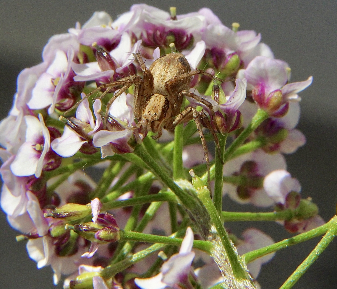 Unidentified Lynx spider - Genus Oxyopes Waiting in ambush  Australia,Eamw spiders,Encounter Bay SA,Geotagged,Winter