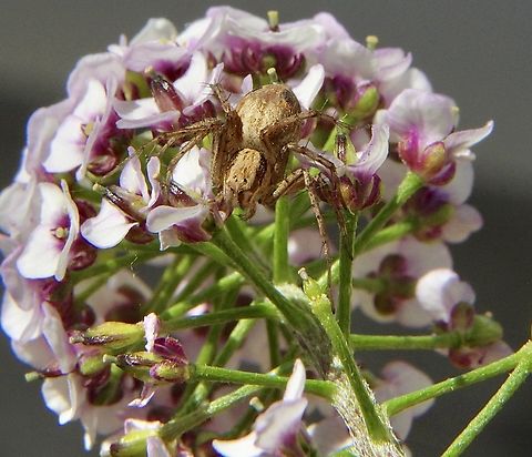 Unidentified Lynx spider - Genus Oxyopes Waiting in ambush  Australia,Eamw spiders,Encounter Bay SA,Geotagged,Winter
