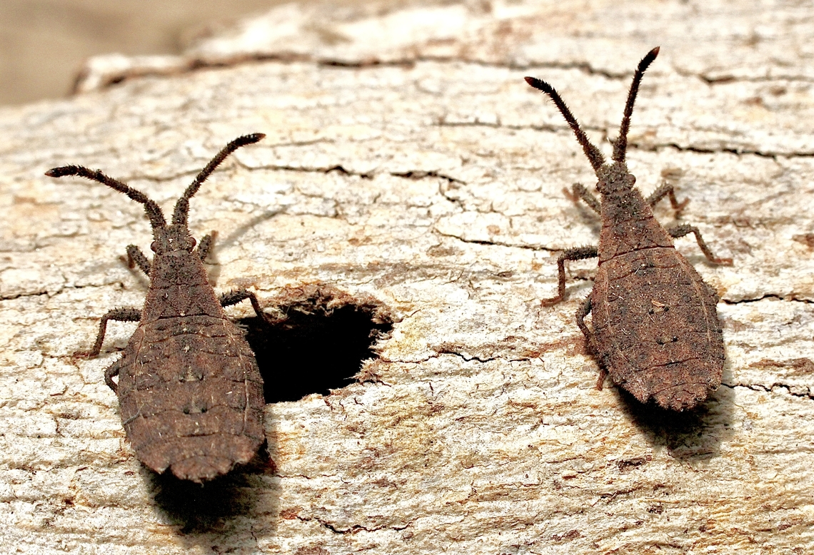 Wingless Coreid Bug - Agriopocoris froggatti  Agriopocoris froggatti,Australia,Cox Scrub,Geotagged,Spring,Wingless Coreid Bug,eamw Coreid Bugs