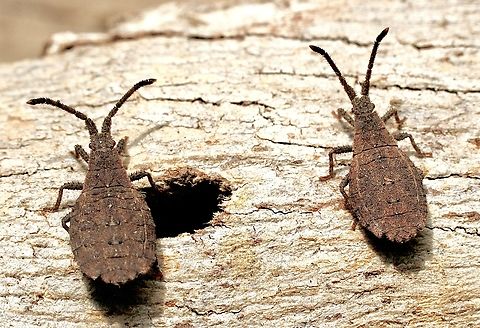 Wingless Coreid Bug - Agriopocoris froggatti  Agriopocoris froggatti,Australia,Cox Scrub,Geotagged,Spring,Wingless Coreid Bug,eamw Coreid Bugs