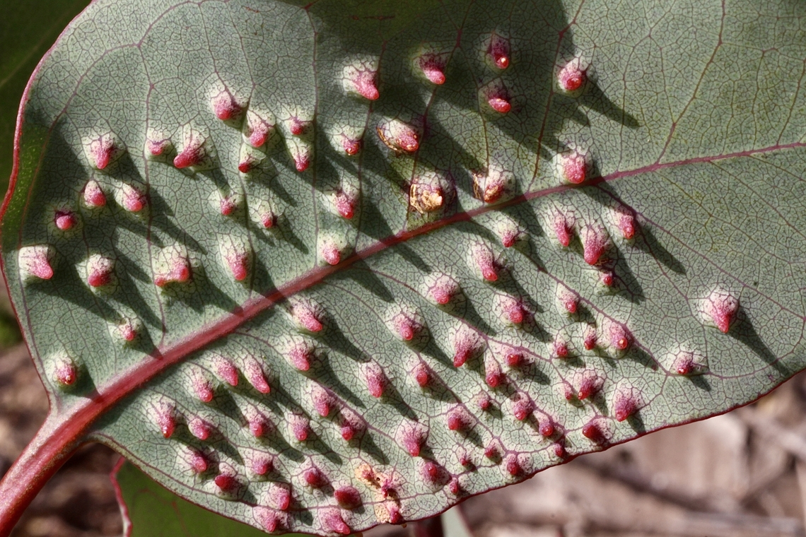 Galls from gall wasp genus - Ophelimus Growing on eucalyptus leaf ( eucalyptus species not identified) Australia,Cox Scrub,Eamw galls,Geotagged,Spring