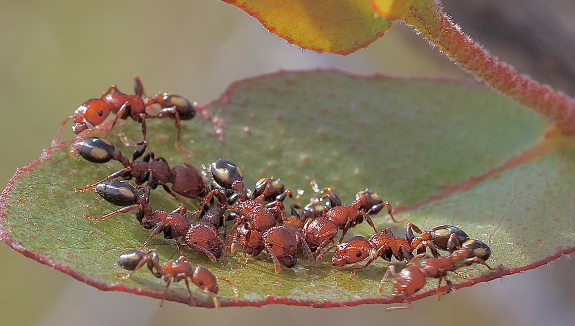 Spotted Muscleman Tree Ant - Podomyrma adelaidae Thirsty ants,drinking morning dew drops  Australia,Cox Scrub,Geotagged,Muscleman Ant,Podomyrma adelaidae,Spring,eamw ants