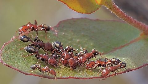 Spotted Muscleman Tree Ant - Podomyrma adelaidae Thirsty ants,drinking morning dew drops  Australia,Cox Scrub,Geotagged,Muscleman Ant,Podomyrma adelaidae,Spring,eamw ants