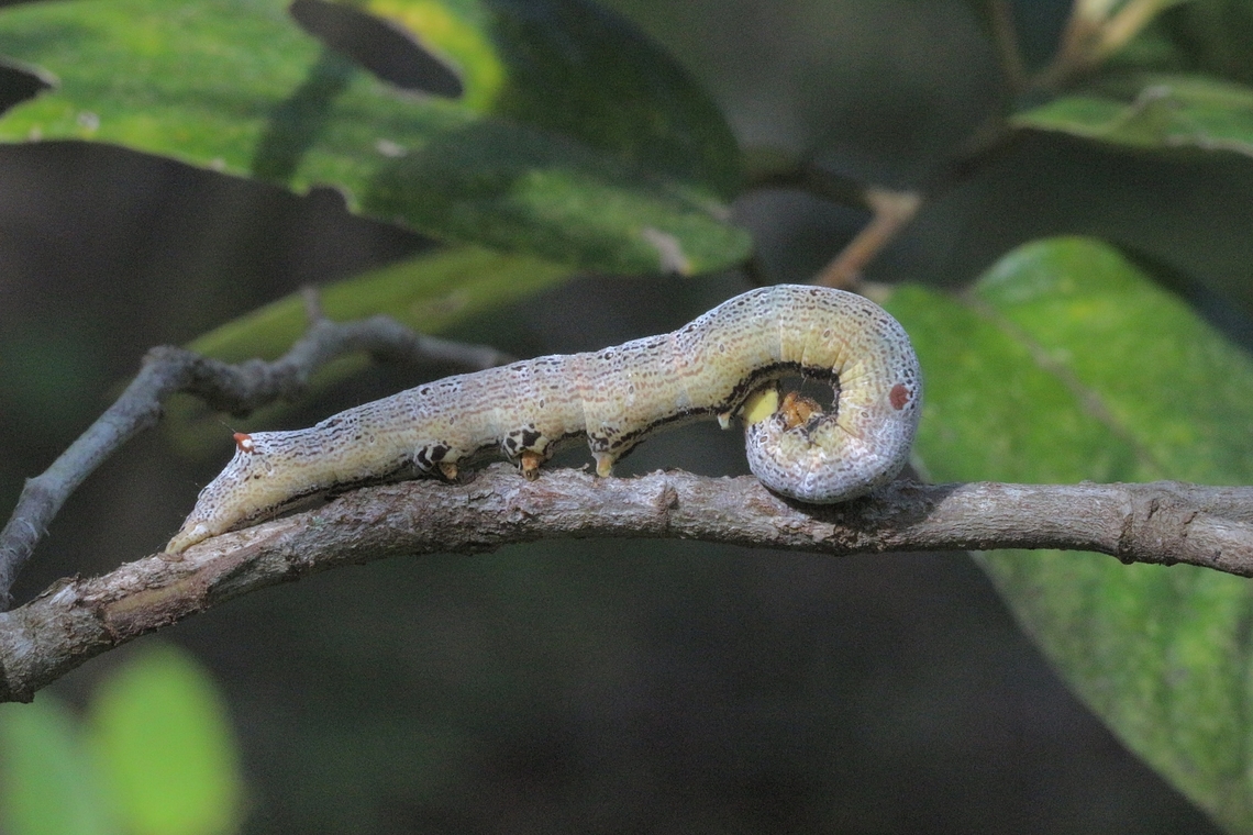 Noctuid moth caterpillar - Bastilla joviana  Australia,Bastilla joviana,Eamw caterpillars,Eamw moth,Geotagged,Karana Downs Qld,Spring
