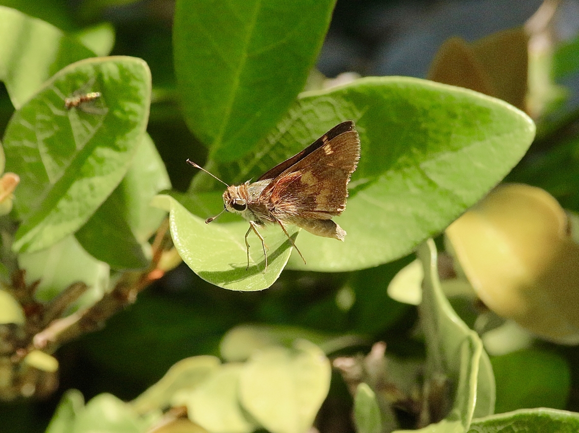 Mexican Umber Skipper - Lon vitellina  Eamw butterflies,Lon vitellina,Mexican Umber Skipper,eamw skippers