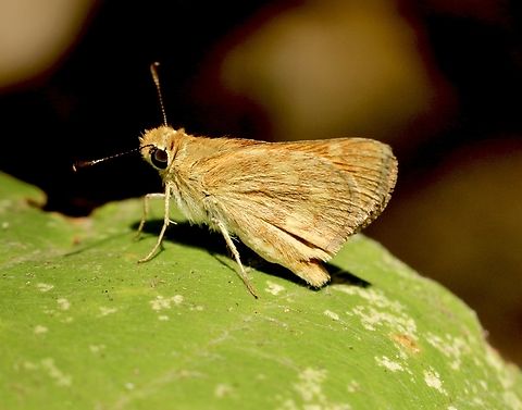 Western branded skipper - Hesperia colorado  Anaheim USA,Eamw butterflies,Hesperia colorado,Western branded skipper,eamw skippers