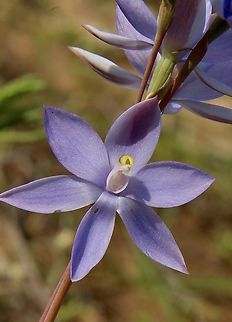 Trim sun orchid - Thelymitra peniculata Eamw flora,Eamw orchids,Mount Billy Conservation Park,Thelymitra peniculata,Trim sun orchid