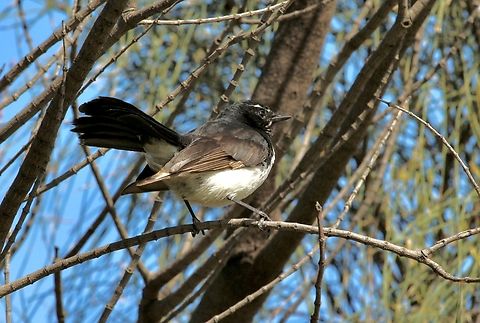 Willie wagtail - Rhipidura leucophrys  Australia,Eamw birds,Encounter Bay SA,Geotagged,Rhipidura leucophrys,Spring,Willie wagtail