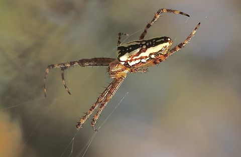 Enamelled Spider - Plebs bradleyi  Eamw spiders,Enamelled Spider,Mount Billy Conservation Park,Plebs bradleyi