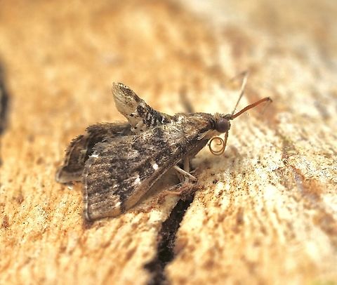 Nacoleia rhoeoalis  Eamw moth,Encounter Bay SA,Nacoleia rhoeoalis,UVL