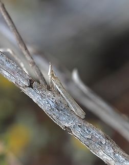 Small Tabby - Etiella behrii  Cox Scrub,Eamw moth,Etiella behrii,Geotagged,Small Tabby