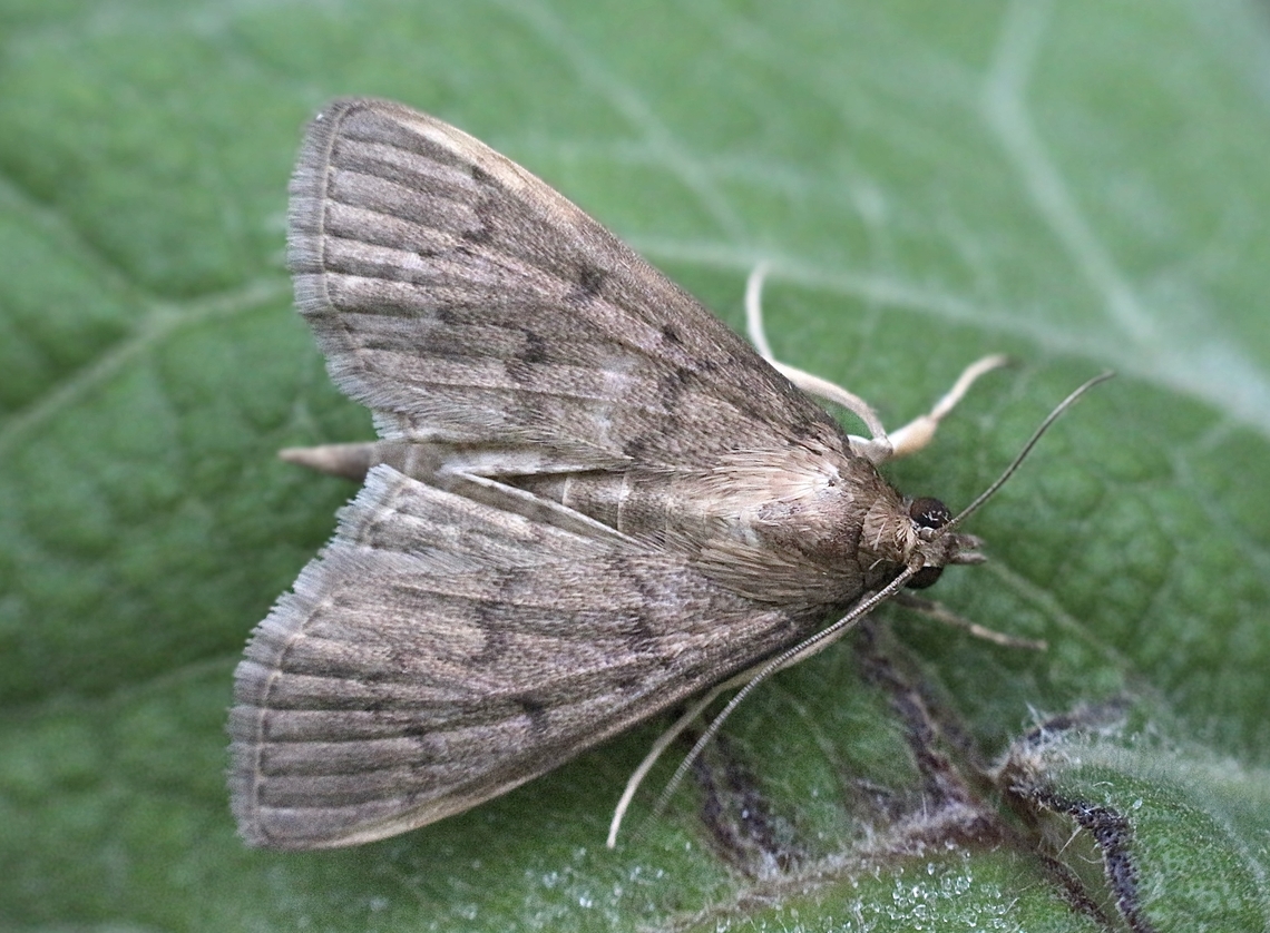 Moth in genus - Herpetogramma. Attracted to UV light. Eamw moth,Encounter Bay SA,UVL