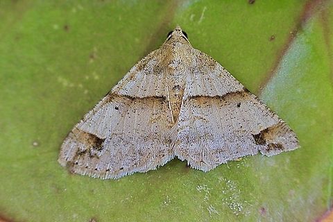 Ring-tipped bark moth - Syneora hemeropa Attracted to UV light. Eamw moth,Encounter Bay SA,Fall,Geotagged,Syneora hemeropa,UVL
