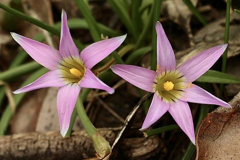 Rosy Sandcrocus - Romulea rosea Introduced to Australia. Eamw flora,Mount Billy Conservation Park,Onion Grass,Romulea rosea