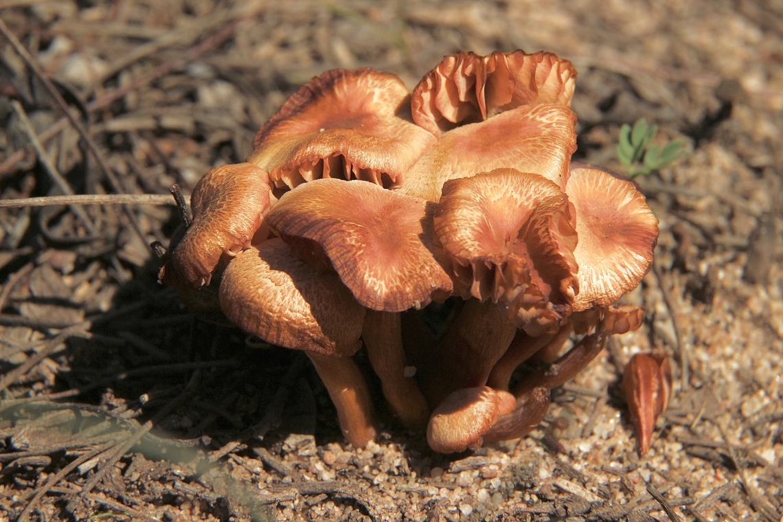 Gumtree Deceiver - Laccaria fraterna  Eamw fungi,Gumtree Deceiver,Laccaria fraterna,Mount Billy Conservation Park