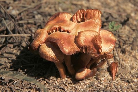 Gumtree Deceiver - Laccaria fraterna  Eamw fungi,Gumtree Deceiver,Laccaria fraterna,Mount Billy Conservation Park
