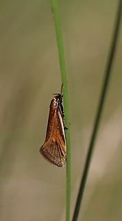 Concealer moth - Philoboa arabella  Clifton springs Vic,Eamw moth,Geotagged,Philobota arabella,concealer moth