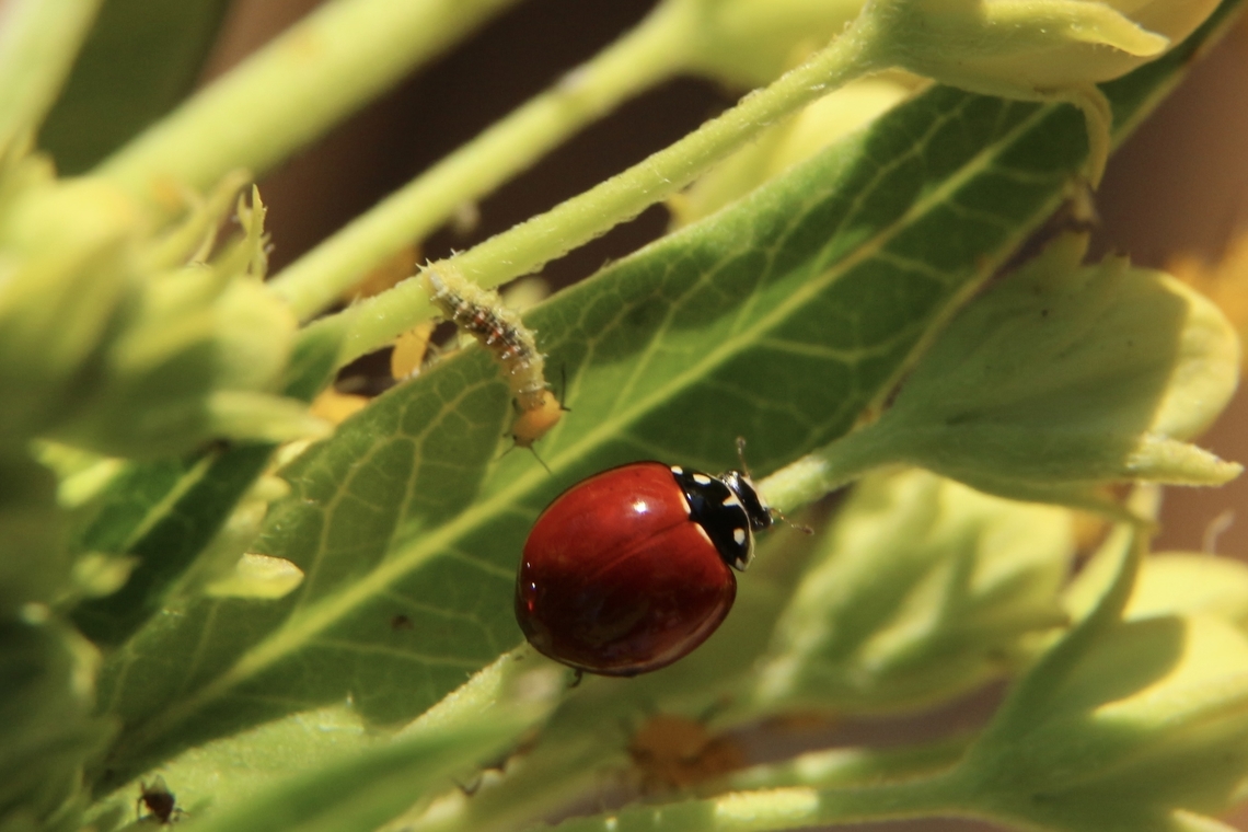 Spotless Lady Beetle - Cycloneda sanguinea The adult beetle and the larvae on the left ,feeding on a aphid. Anaheim USA,Cycloneda sanguinea,Eamw beetles,Eamw ladybird beetles,Spotless Ladybird Beetle