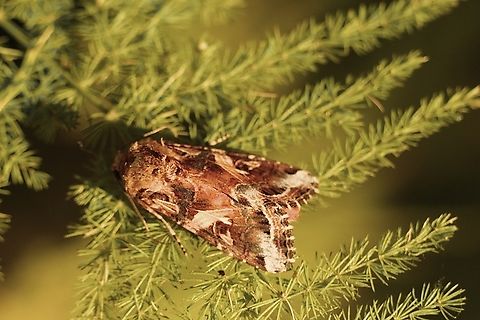 Moth in genus - Spodoptera  Geotagged,Spodoptera litura,Summer,Tobacco cutworm
