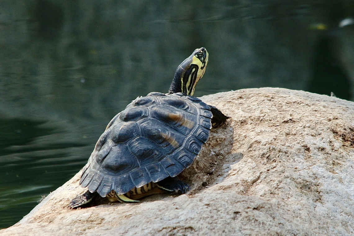 Yellow-bellied Slider -  Trachemys scripta ssp. scripta  Anaheim USA,Eamw turtles,Geotagged,Red Eared Slider Turtle Trachemys scripta