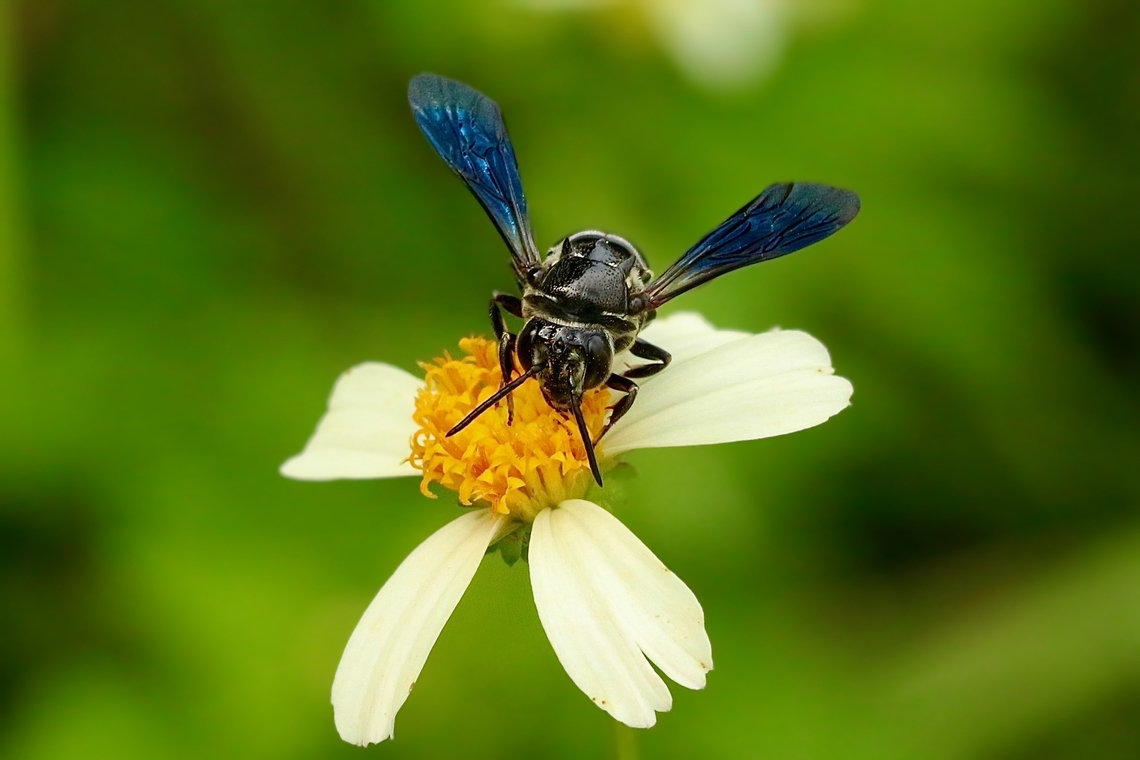 Leaf-cutter bee - Genus Coelioxys  Eamw bees,Orlando