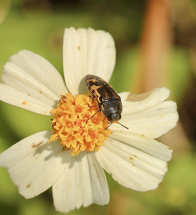 Metallic wood-boring beetle - Acmaeodera mixta  Acmaeodera mixta,Eamw beetles,Orlando,eamw jewel beetles