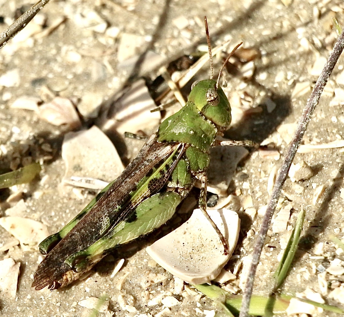 Southern Green-striped Grasshopper - Chortophaga australior  Chortophaga viridifasciata,Eamw grasshoppers,Orlando