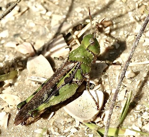 Southern Green-striped Grasshopper - Chortophaga australior  Chortophaga viridifasciata,Eamw grasshoppers,Orlando