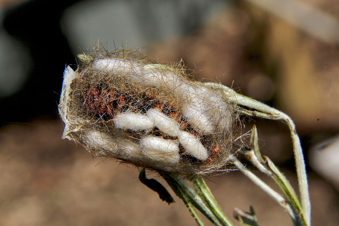 Unidentified moth cocoon and unidentified small parasitic wasp cocoons. Unidentified parasitic wasps mostlikely deposited their eggs into a moth caterpilar whilst turning into a pupae within its protective cocoon . The wasp eggs completed the larval stage in the moth caterpillar/pupae and then emerged and started the the process of metamorphosis in their own little cocoons Eamw parasitic wasps
