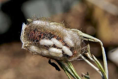 Unidentified moth cocoon and unidentified small parasitic wasp cocoons. Unidentified parasitic wasps mostlikely deposited their eggs into a moth caterpilar whilst turning into a pupae within its protective cocoon . The wasp eggs completed the larval stage in the moth caterpillar/pupae and then emerged and started the the process of metamorphosis in their own little cocoons Eamw parasitic wasps