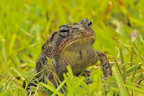 Cane toad - Rhinella marina  Cane toad,Eamw frogs,Geotagged,Orlando,Rhinella marina