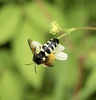 Sand wasp - Bicyrtes ventralis  Bicyrtes ventralis,Geotagged,Summer,United States