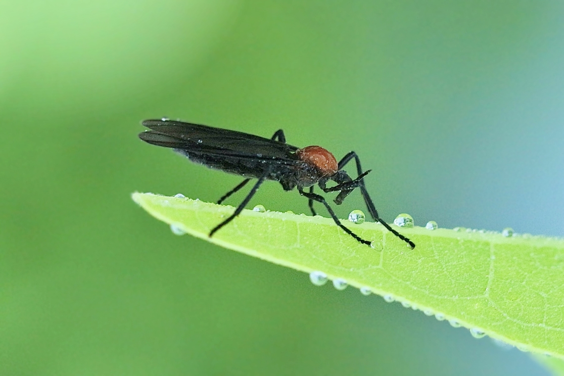 Common Lovebug - Plecia nearctica No more love ,so sad. Common Lovebug,Orlando,Plecia nearctica,eamw flies