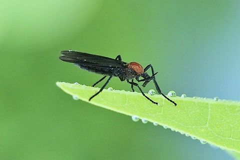 Common Lovebug - Plecia nearctica No more love ,so sad. Common Lovebug,Orlando,Plecia nearctica,eamw flies