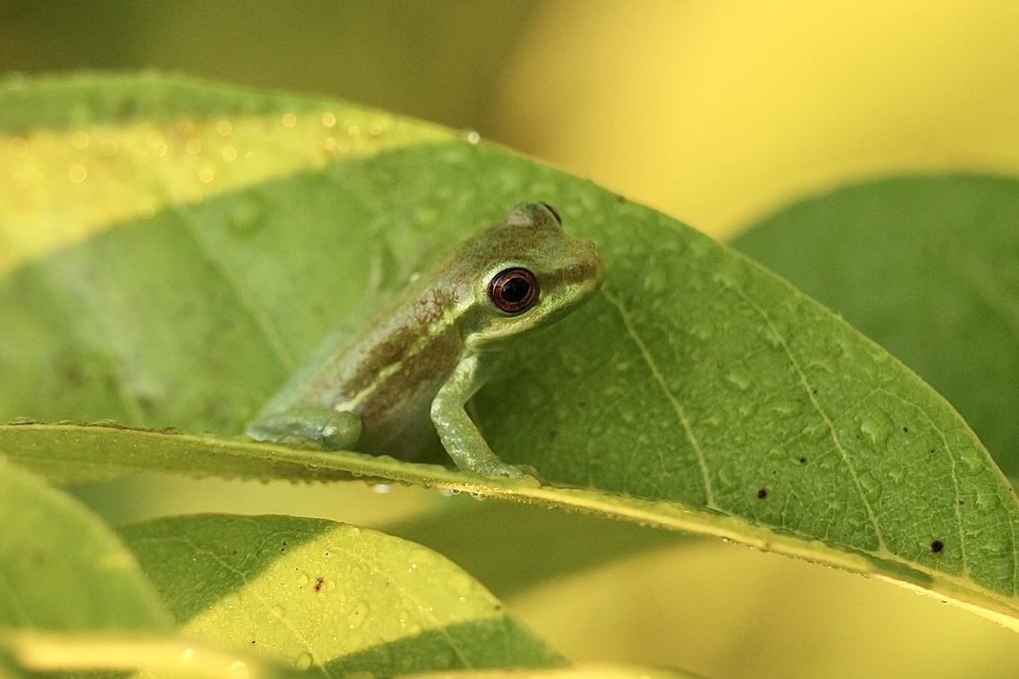 Cuban tree frog- Osteopilus septentrionalis A juvenile one. Cuban tree frog,Eamw frogs,Orlando,Osteopilus septentrionalis