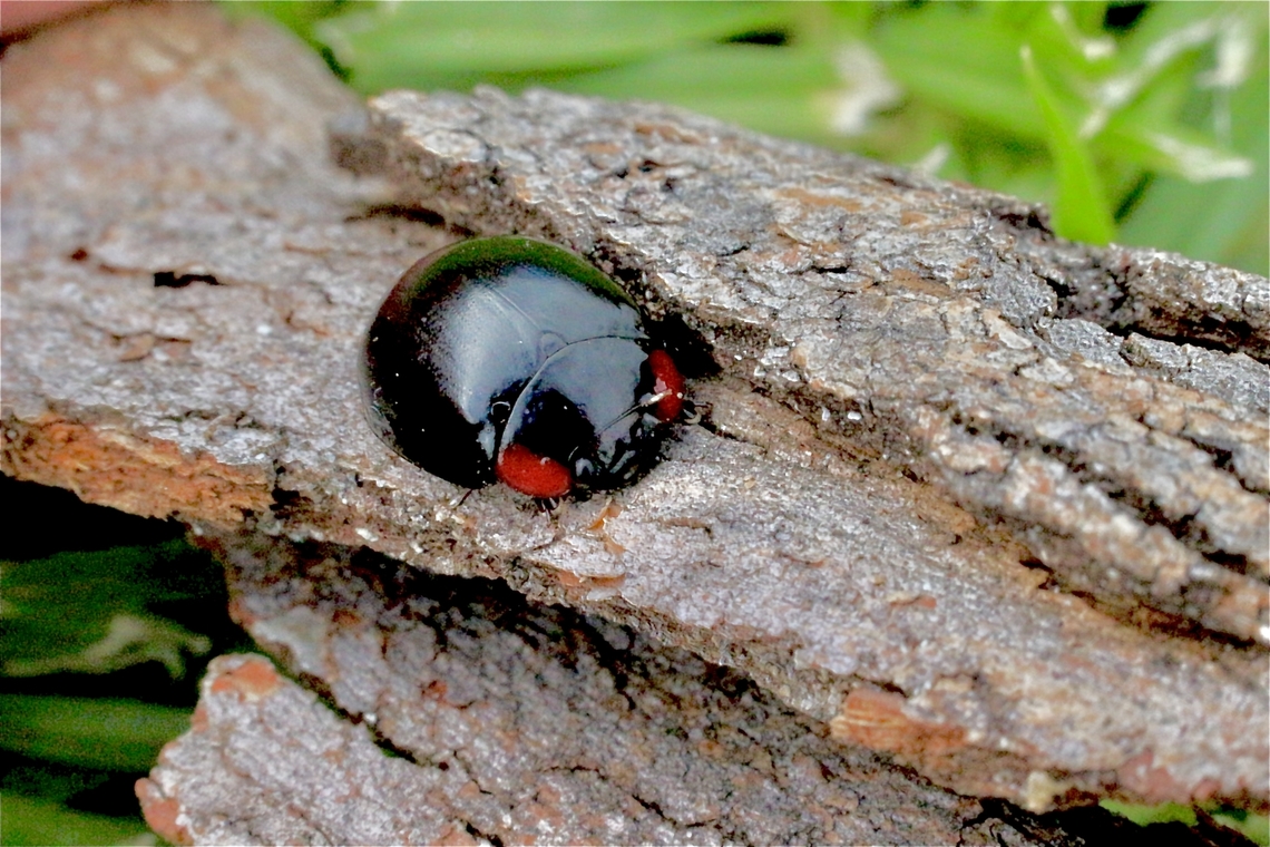 Unidentified species - genus -Exochomus Ladybird beetle species, I think. There is an indication of a red mark at the rear,but unfortunately not easy to see. The band of green colouration is a reflection of the leaves. Australia,Geotagged,Spring